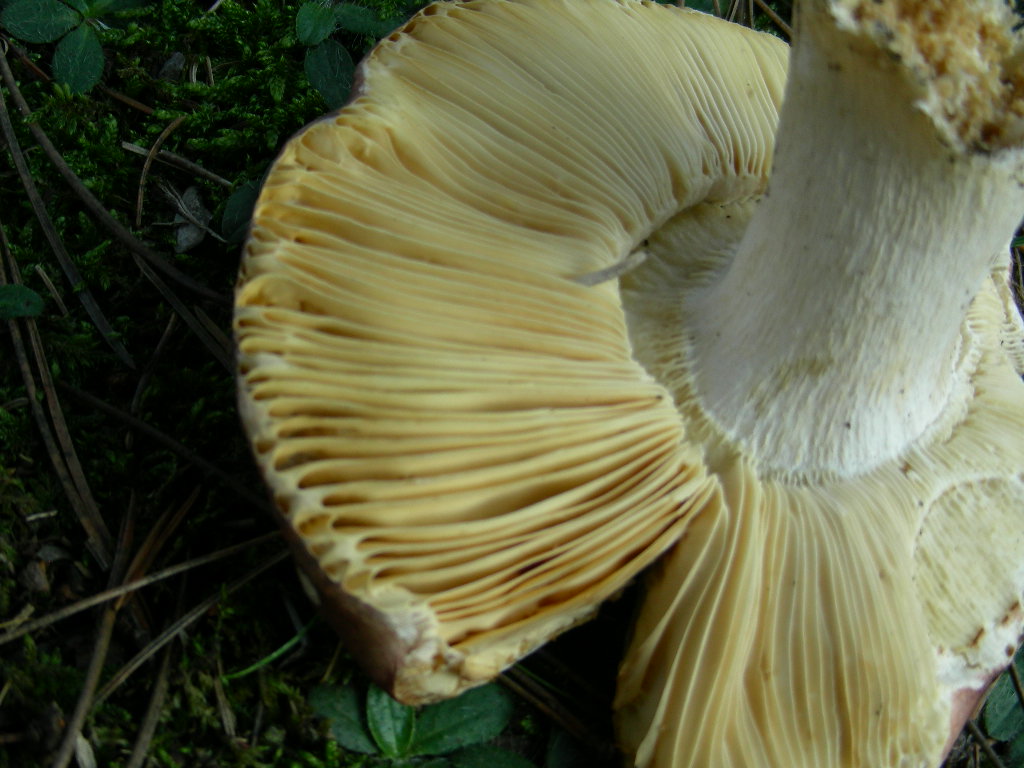 Russula integra ...